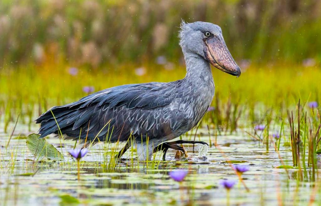 1-day-mabamba-birding-tour