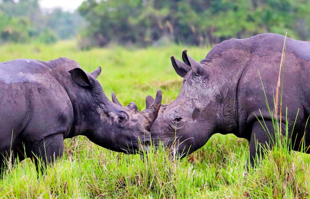 1-day-rhino-tracking-tour