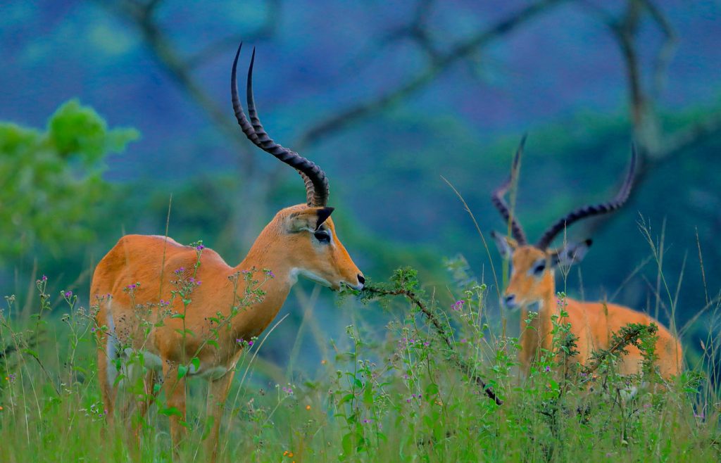 3-days-lake-mburo-national-park-safari